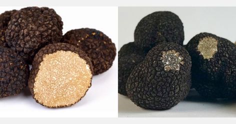 Edible Fungi, Truffle Sauce, Truffle Hunting, Summer Truffle, Truffle Fries, Truffle Butter, Truffle Oil, White Truffle, Black Truffle