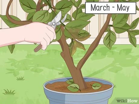 How to Care for a Lemon Tree: 15 Steps (with Pictures) - wikiHow Pink Lemon Tree, Indoor Lemon Tree, Trees Indoors, Red Insects, Lemon Plant, Lemon Trees, Spider Mites, Tree Pruning, Backyard Pergola