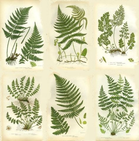 Fern Botanical Illustration, Ant Drawing, Fern Prints, Pressed Fern, Fern Tattoo, Botanical Tattoo, Vintage Botanical Prints, Scientific Illustration, Deco Floral