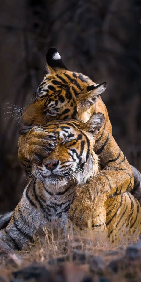 Tiger Cubs, Trending Pins, In The Wild, 1 800, The Wild, Tumblr, Animals