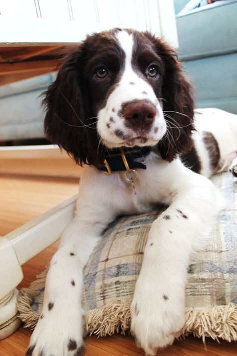 Springer Spaniel Puppies, Springer Spaniels, Spaniel Puppies, English Springer, English Springer Spaniel, Spaniel Dog, Springer Spaniel, Cute Dogs And Puppies, Beautiful Dogs