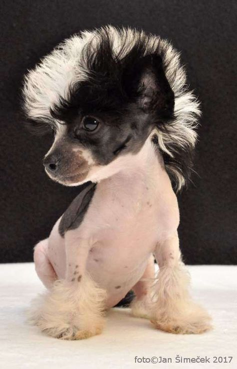 Chinese Crested Puppy, Chinese Crested Hairless, Hairless Dog, Chinese Crested Dog, Dog Haircuts, Chinese Crested, Pretty Animals, Silly Animals, Cat Grooming