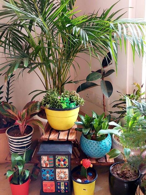 Which Plants Can Survive Without Water for a Longer Period? Plant Cactus, Jade Plant, Zz Plant, Air Purifying Plants, Jade Plants, Interior Garden, Long Periods, Bougainvillea, Snake Plant