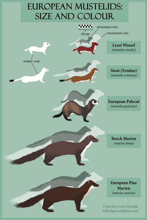 Carla Schodde - Art - European Mustelids size & colour  (no ref to where she got sizes, but lovely ("rough"?) proportions) :) European Animals, Mink Animal, Ferret Breeds, Cute Ferrets, Animal Study, Types Of Animals, Animal Species, Animal Facts, Animal Posters