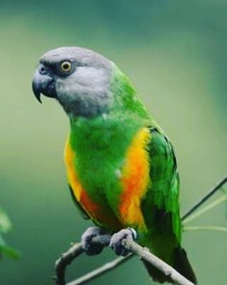 Whats Your Spirit Animal, Senegal Parrot, Conure Parrots, Africa Wildlife, Animal Help, Colorful Parrots, Your Spirit Animal, Parrot Bird, Beautiful Flowers Wallpapers