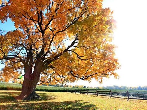 This is the historic Comfort Maple tree in Niagara Ontario. This tree is the oldest maple tree in Canada. On Saturday February 1st at the 14th annual Niagara Woodworking Show you can learn to turn wooden pens from Marv Ens. Marv is commissioned by the Niagara Conservation Authority to turn pens from deadfall of the Comfort Maple. Be sure to write down the date... oh... dont have a pen to it write it down? Huh I know where you can learn to make one! #niagarawoodshow #niagara #woodshow #woodworkin Niagara Region, Maple Tree, Tree Hugger, Woodland Creatures, Medicinal Herbs, Amazing Grace, Beautiful Tree, Maple Syrup, Trees To Plant