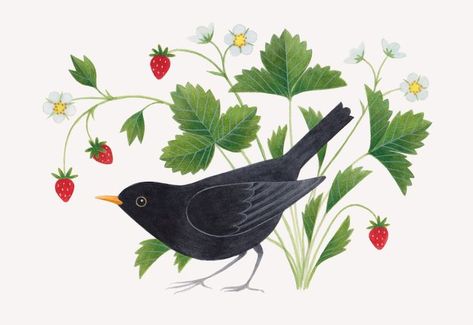 Illustration of a male blackbird investigating wild strawberries Blackbird Illustration, Strawberries Illustration, Kingfisher Illustration, Blackbird Art, Natural History Illustration, Kingfisher Painting, Illustration Art Prints, History Illustration, Bradford On Avon