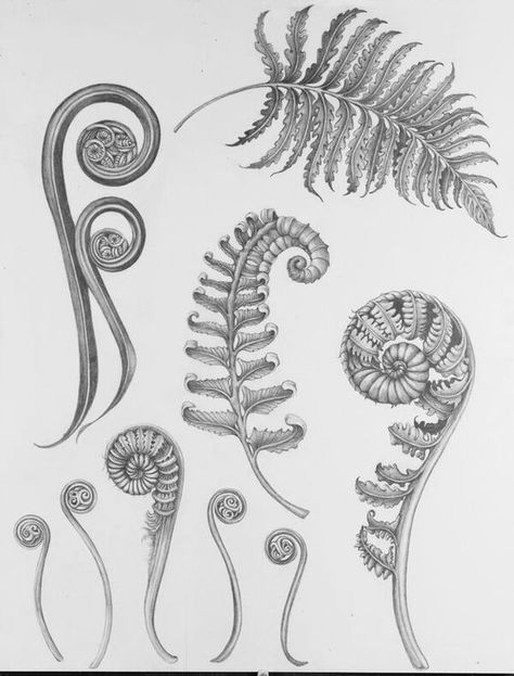 Even more fern shapes Fern Illustration, Botanisches Tattoo, New Zealand Tattoo, Fern Tattoo, Kunst Tattoos, Plant Tattoo, Irezumi Tattoos, Tattoos Skull, Botanical Tattoo