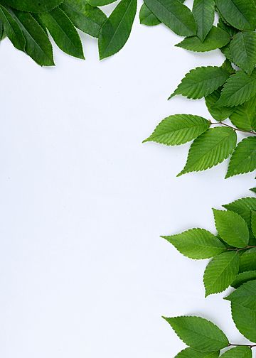 Green Plants Background, Nature Photography Green, Green Nature Photography, Tropical Leaf Wallpaper, Green Leaves Background, Green Leaves Wallpaper, Leaves Frame, Green Leaf Background, Linkedin Background