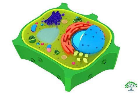 BiotechVerse on Instagram: “Model Of The Typical Plant Cell 🤩🤩😍 Scene Include Plant Cell Structure & Uncut Full Cell. Credits: free3d.com The picture is used solely…” Typical Plant Cell, 3d Plant Cell, Plant Cell Diagram, Plant Cell Structure, 3d Cell, Cell Diagram, Cell Structure, Cloud Stickers, Cell Wall