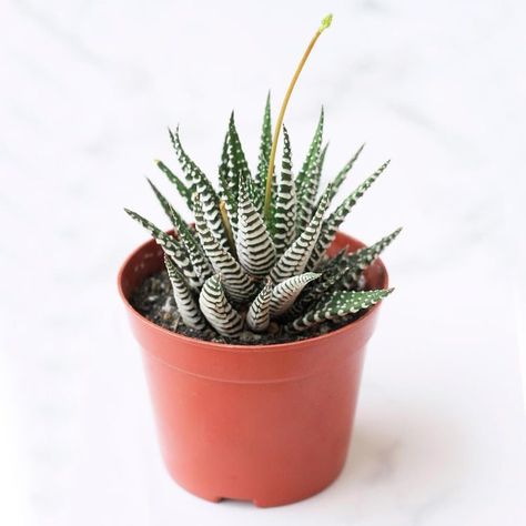 Detailed guide for Haworthia Zebra Plant Succulent Care. #haworthia #succulent #zebraplant #guide Zebra Succulent, Zebra Haworthia, Haworthia Succulents, Snake Plant Care, Plants Care, Zebra Plant, Plant Mama, Succulent Landscaping, How To Shade