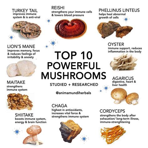 A QUICK GUIDE TO 8 Adaptogenic Mushrooms Healthy Healing, Mushroom Benefits, Magickal Herbs, Food Pic, Medical Herbs, Mushroom Cultivation, Mushroom Hunting, Wild Mushroom, Herbal Healing