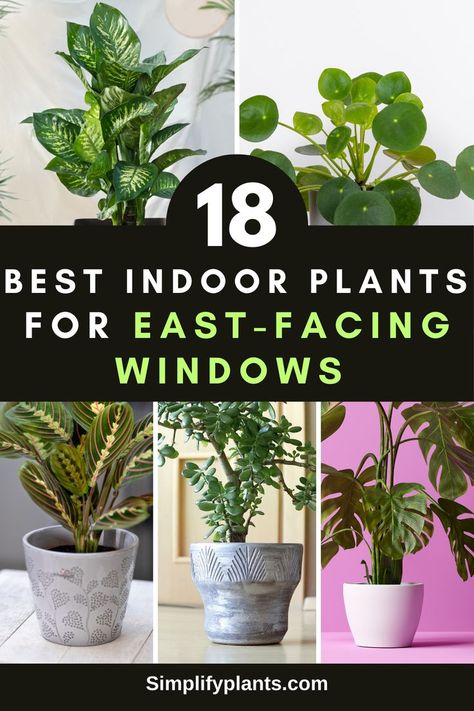 "Indoor gardening, houseplants, plant care, sunlight requirements, 
east-facing windows, low-light plants, indoor plant decor, plant 
enthusiasts, indoor plant ideas, plant care tips, gardening tips, indoor 
plant inspiration, plant decoration, indoor plant aesthetic, houseplant 
care, indoor plant varieties, plant care guide, indoor plant tips" East Window House Plants, Bright Indirect Light Plants, East Window Plants, Bedroom 2023, Pot Gardening, Low Light Indoor Plants, Large Indoor Plants, Window Plants, Apartment Plants