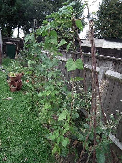 Major Cook's pole beans Seed Library, Scarlet Runner Beans, Growing Beans, French Beans, Runner Beans, Pole Beans, How To Cook Beans, Green Beans, Climbing