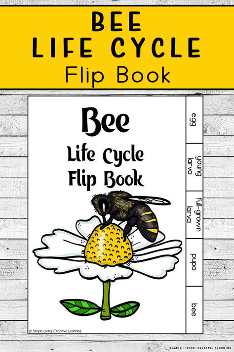 Kids will love learning about the five different parts of a bee life cycle with this fun Bee Life Cycle Flip book. Pollination Activities, Bee Facts For Kids, Bee Diagram, Montessori Culture, Honey Bee Life Cycle, Bee Project, Honey Bee Facts, Cycle For Kids, Bee Life Cycle