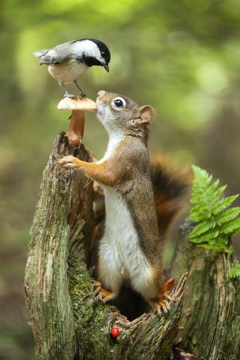 Small Mammals, Regnul Animal, Visual Library, Animals Friendship, Animal Illustrations, A Squirrel, Animal Pics, Quarter Horse, Cute Animal Pictures