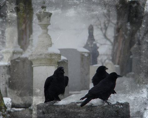 Crows, Cemetery, Birds, Tumblr, Stone, Black