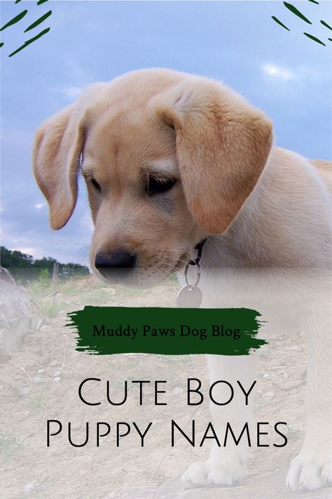 Puppy Names Boy Unique, Dog Boy Names, Cute Boy Dog Names, Unique Dog Names Boy, Puppy Names Boy, Boy Puppy Names Unique, Cute Dog Names Boy, Best Puppy Names, Puppy Names Unique