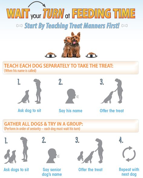 Multi Pet Household, Multiple Dogs Household, Multi Dog Household, Heimlich Maneuver For Dogs, Puppy Gates, In The Dog House, Puppy Tips, Dog Body Language, Dog Advice