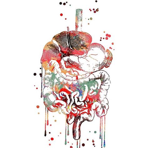 Surreal Anatomy, Digestive System Anatomy, Doctor Stickers, Human Organs, Gastrointestinal Tract, Systems Art, Poor Digestion, Human Organ, Human Body Systems