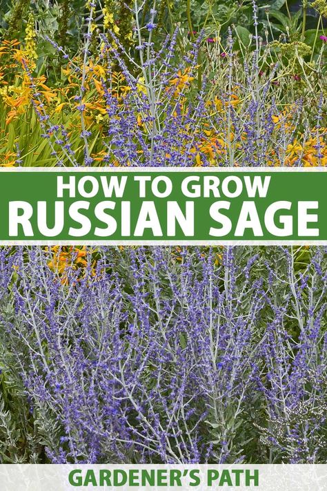 Like other salvias, Russian sage is a member of the mint family with an aroma that is reminiscent of sage – hence its common name. It looks beautiful when planted with other cold-hardy flowering perennials. Learn more about how to grow and care for Salvia yangii on Gardener’s Path. #russiansage #garden #gardenerspath North Idaho Gardening, Salvia Yangii, Sage Plant Care, Idaho Gardening, Perennial Landscaping, Idaho Garden, Dallas Garden, Growing Thyme, Texas Sage