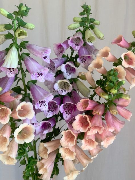 Foxglove Wedding Flowers, Foxglove Arrangement, Foxglove Varieties, Foxglove Aesthetic, Foxglove Bouquet, Oklahoma Flowers, Foxglove Wedding, Flowers Easy Craft, Pink Foxglove