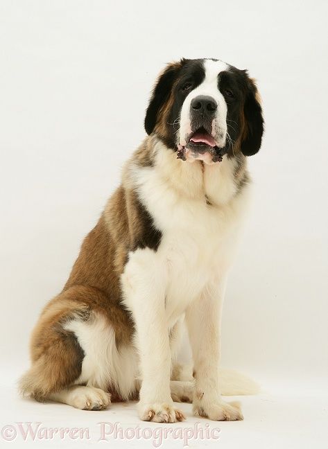 Dog: Saint Bernard, Emily, sitting. Pimple Inside Nose, Perros Chow Chow, St Bernard Puppy, Wallpaper Winter, Huge Dogs, St Bernard Dogs, Dog Photoshoot, Bernard Dog, St Bernard