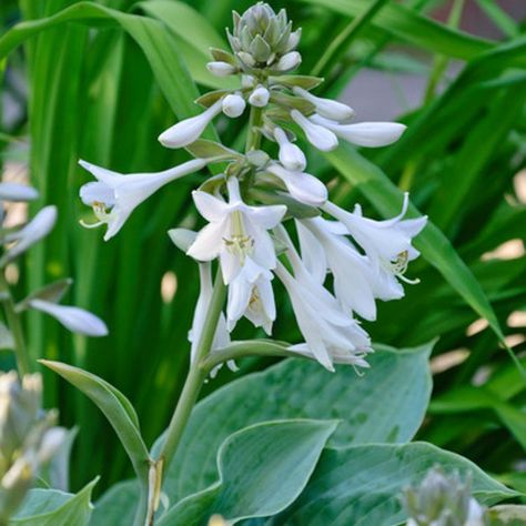 Flowers For Sun, Ground Cover Ideas, Hosta Blue Angel, Flowering Ground Cover, Hosta Sieboldiana, Water Iris, Blue Hosta, Pretty Plant, Plantain Lily