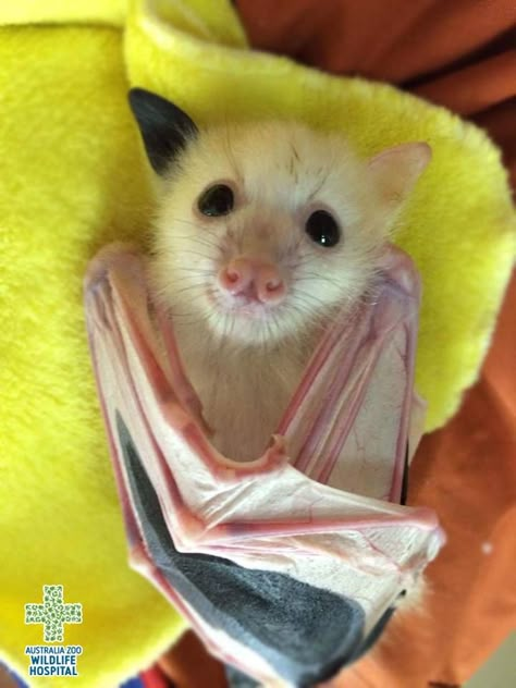 Australia Zoo Wildlife Warriors   This little pup is a rarely seen threatened white grey-headed flying fox, he has a condition called leucism, partial loss of pigmentation means his skin and hair, but not his eyes, are white in colouration. Thanks to Aust Bat Photos, Fruit Bats, Wallpaper Animals, Animals Tattoo, Flying Fox, Fruit Bat, Baby Bats, Cute Bat, Cute Creatures