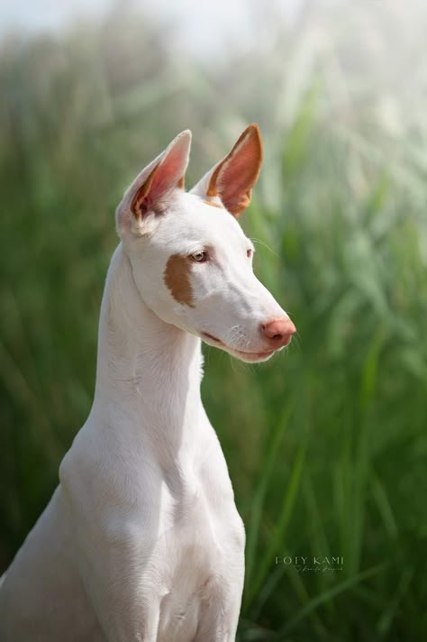 Dogs Reference Photos, Ibizan Hound Puppy, Dog Reference, Ibizan Hound, Every Dog Breed, Loyal Dogs, Cat Pose, Animal Anatomy, Pretty Dogs