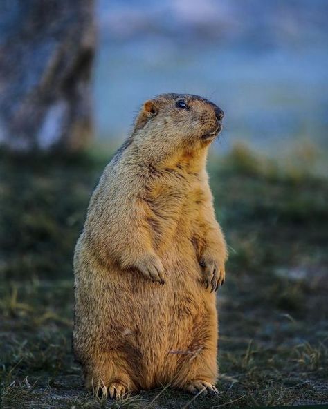 Prairie Dog, Cartoon Wallpaper Iphone, Mountain Life, China Travel, Reference Images, Beautiful Nature Pictures, Wild And Free, Brown Bear, Himalayan