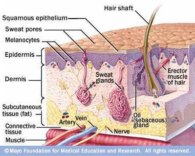 Your skin has three layers that house your sweat and oil glands, hair follicles, melanocytes and blood vessels. Skin Anatomy, Skin Care Center, Skin Layers, Subcutaneous Tissue, Skin Structure, Human Anatomy And Physiology, Medical Anatomy, All Natural Skin Care, Beauty Therapy