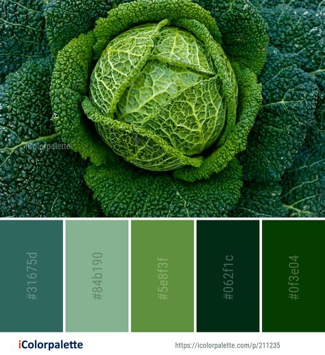 Color Palette ideas #icolorpalette #colors #inspiration #graphics #design #inspiration #beautiful #colorpalette #palettes #idea #color #colorful #colorscheme #colorinspiration #colorcombinations #colorcombos Vegetables Color Palette, Vegetable Color Palette, Healthy Colors, Website Color Palette, Color Palette Challenge, Interior Design Guide, Color Schemes Colour Palettes, Find Color, Green Colour Palette