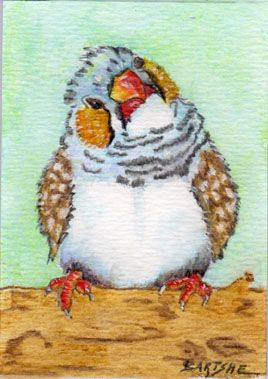 Zebra Finch Zebra Finch Drawing, Bees Watercolor, Zebra Finches, Birding Journal, Budgies Bird, Zebra Finch, Finches Bird, Chicken Art, Australian Birds