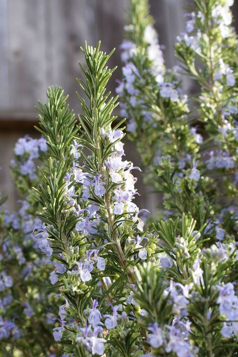 High Guardian Spice, Rosemary Garden, Rosemary Plants, Rosemary Flower, Growing Rosemary, Tattoo Plant, Rosemary Plant, Sensory Garden, Dry Garden