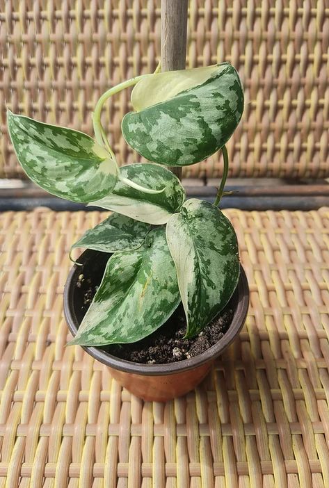 Scindapsus, Mayari Scindapsus Tricolor, Scindapsus Silver Splash, Scindapsus Mayari, Pothos Varieties, Scindapsus Moonlight, Plant Parenthood, Scindapsus Silver Lady, Wishlist Plants, Plant Inspiration