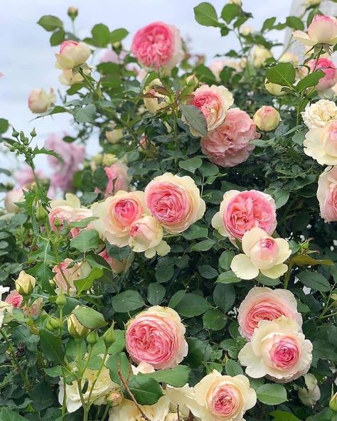 Garden Pond Diy, Rosen Beet, Rose Garden Design, Fragrant Roses, Rose Flower Pictures, Garden Photography, Beautiful Flowers Wallpapers, Climbing Roses, Beautiful Rose Flowers