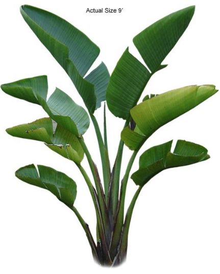 bird of paradise palms Strelitzia Nicolai, Strelitzia Reginae, Large Backyard Landscaping, Paradise Plant, Trendy Plants, Buy Plants Online, Large Backyard, Landscape Architecture Design, Buy Plants