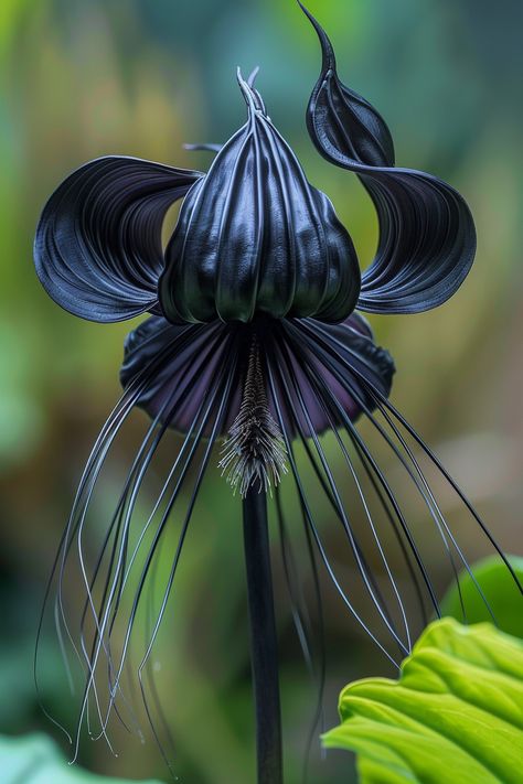 The Bat Flower is an intriguing and mysterious plant, featuring dark, almost black petals with long, whisker-like filaments. Native to Southeast Asia, this flower's unique appearance makes it a true conversation starter in any garden.  Light: Bright, indirect light. Water: Keep soil moist but not soggy. Soil: Well-draining, organic-rich soil. Temperature: 60-80°F (15-27°C). Humidity: High humidity is crucial. Fertilizer: Use a balanced fertilizer every month during the growing season.Perfect for adding an exotic touch to shaded garden areas.  #uniqueplants #gardenstyle #botanicalwonders #floweringbeauty Black Bat Flower, Creepy Plants, Shaded Garden, Bat Flower, Garden Areas, Goth Garden, Plant Projects, Dark Flowers, Garden Light