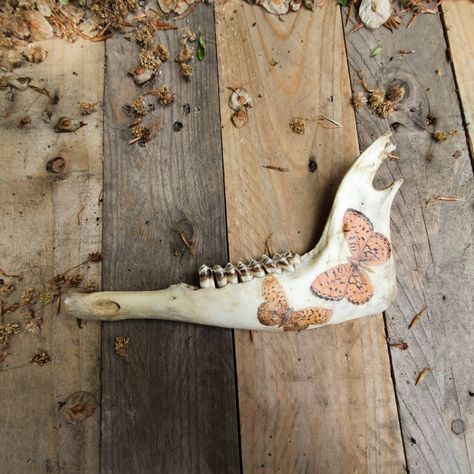 Sheep Jaw, Jaw Bone, Bone Decor, Vintage Butterflies, Taxidermy, Vulture Culture, Bones, Skulls, Decorated Bone, Goblincore Decor Animal Jaw Bone, Bone Decor, Goblincore Decor, Curiosity Box, Vintage Butterflies, Crop Protection, Vulture Culture, Jaw Bone, Decoupage Vintage