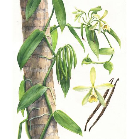 Watercolor illustrations for the relaunch issue of Sabor Journal, a culinary magazine. Issue 01 published November 2015Title page spread depicting Vanilla planifolia vine and flower. Full page Plate of Vanilla planifolia flowers and fruit life cycle.S… Vanilla Flower Drawing, Vanilla Drawing, Vanilla Illustration, Vanilla Flower, Vanilla Planifolia, Vanilla Plant, Flowers And Fruit, Decoration Vitrine, Plant Book