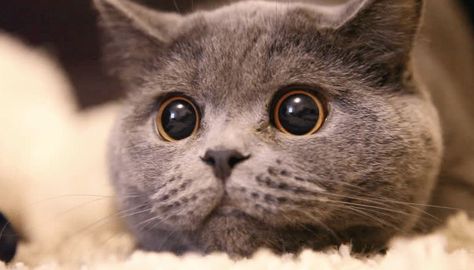 What Does It Mean When Your Cats Eyes Are Dilated? Cat Pupils, Cross Eyed Cat, Cat Cold, Dilated Pupils, Cat Brain, Cats With Big Eyes, Kitty Games, Cute Animal Videos, Big Eyes