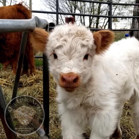 Mini Cows For Sale, Mini Highland Cow, Miniature Cows, Pet Cows, Mini Cows, Baby Highland Cow, Baby Farm Animals, Fluffy Cows