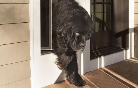 Give your pet the freedom to come and go whenever it wishes by installing this energy-efficient kit Doggie Door Ideas Large Dogs In Wall, Doggy Doors To Outside, Doggie Door Ideas Large Dogs, Dog Doors For Large Dogs, Diy Dog Door, Large Dog Door, Dog Friendly Plants, Pet Patio Door, Homey Touches