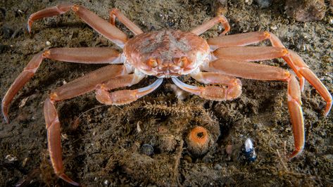 Red King Crab, Crab Species, Coconut Crab, Snow Crab, Bottom Of The Ocean, Crustaceans, Food Source, Marine Life, Mammals