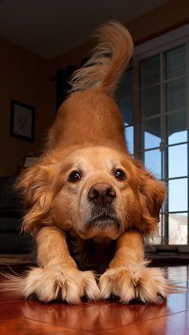 Golden stretch A Golden Retriever, Love My Dog, Airedale Terrier, Sweet Dogs, Golden Retrievers, Dog Photography, Sweet Animals, Pet Grooming, 귀여운 동물