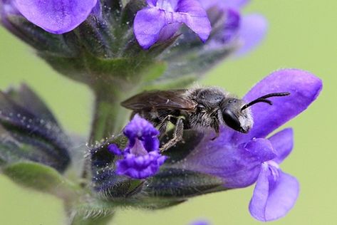 Learn what you can to to help our Australian native bees Stingless Bees, Green Things, Australian Wildlife, Australian Native, 1 Million, Fish Pet, Nativity, Bee, 10 Things