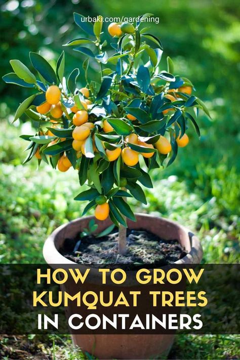 Kumquat Tree Potted, Kumkwat Tree, Kumquat Tree Indoor, Citrus Trees In Pots, Potted Kumquat Tree, Dehydrate Recipes, Mushroom Mural, Tropical Planter, Mini Orchard