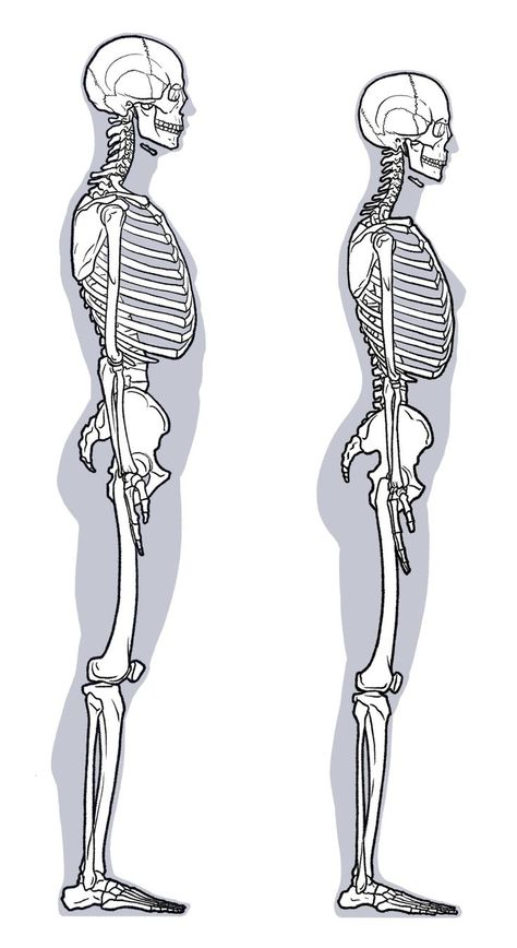 Human Skeleton Anatomy, Skeleton Body, Anatomy Bones, Skeleton Anatomy, Skeleton Model, Skeleton Drawings, Human Body Anatomy, Human Anatomy Drawing, Human Anatomy Art