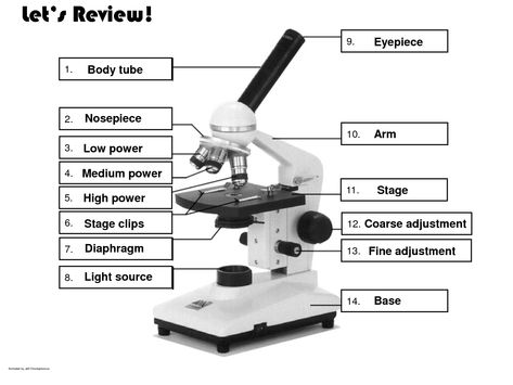 The Compound Microscope Worksheets Microscope Worksheet, Parts Of A Microscope, Microscope Activity, Biology Lesson Plans, Light Microscope, Microscope Parts, Science Printables, Body Tube, Multi Step Equations